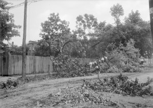 The neighborhood boys line-up on a large maple tree that was flattened by the storm on Henry street.